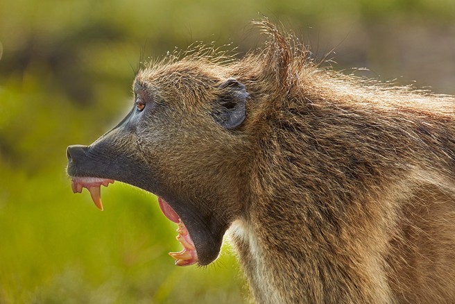 为了将脱逃狒狒逮捕归案，北台湾不得安寧。(示意图/达志影像)