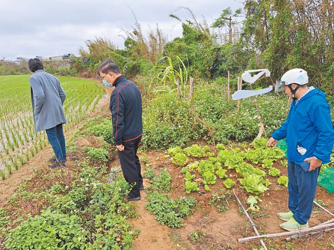 桃園市楊梅富岡地區26日有農民通報狒狒疑似入侵菜園偷吃，市府派人勘查。（桃園市農業局提供／呂筱蟬桃園傳真）