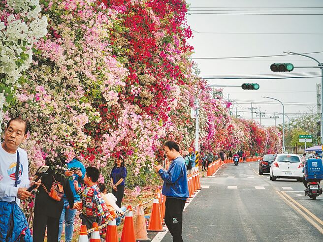 彰化县田中镇梅州街旁，有一排宽约300公尺、高大壮丽的九重葛花墙，5米高的九重葛彩虹花瀑倾泻而下，但路旁维护安全的三角锥也从头摆到尾。（吴建辉摄）