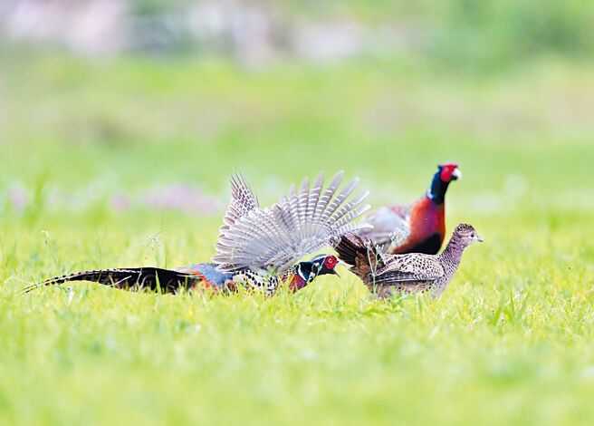 目前正值環頸雉繁殖季，台東包括知本溼地、河口及公園，常可看到牠們開演熱鬧的春天大戲。（莊哲權攝）