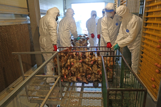 北海道禽流感將撲殺56萬隻雞 創當地新高