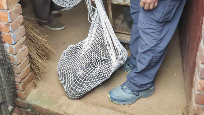 一隻東非狒狒在大桃園逃亡18日後，昨日下午因圍捕過程遭獵槍打中死亡。（圖／讀者提供）