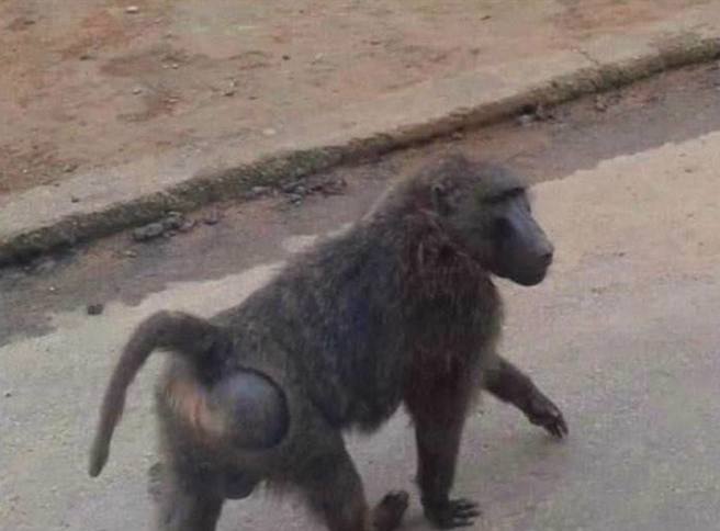 东非狒狒逃脱多日在27日被抓到，但却因为中枪而死亡。图为狒狒逃脱在马路上跑的画面。（图／脸书粉专《我是中坜人》授权使用）