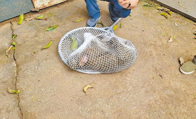 落跑18天的东非狒狒，27日传出中枪身亡。（民眾提供）