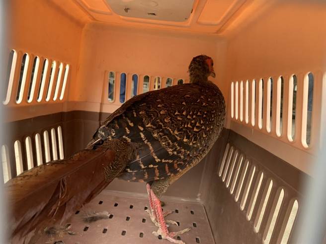 珍贵稀有第2级保育类野生动物蓝腹鷴。（警方提供／李京升苗栗传真）