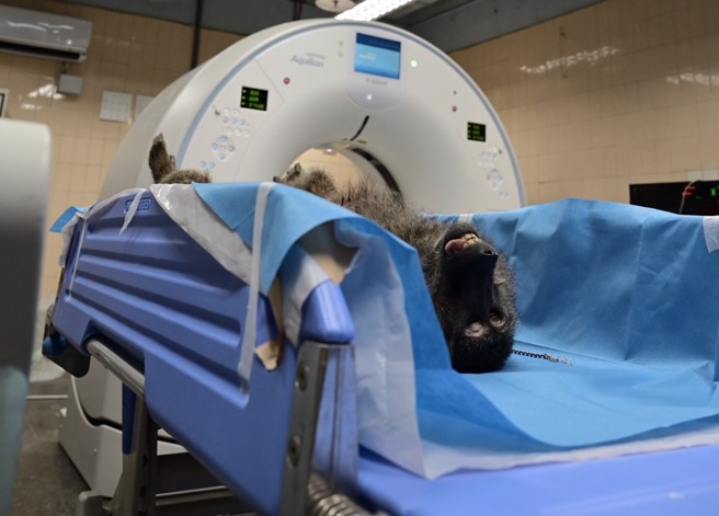 桃园一只狒狒逃脱多日中枪死亡，六福村承认是从自家园区脱逃。（资料照／陈梦茹摄）