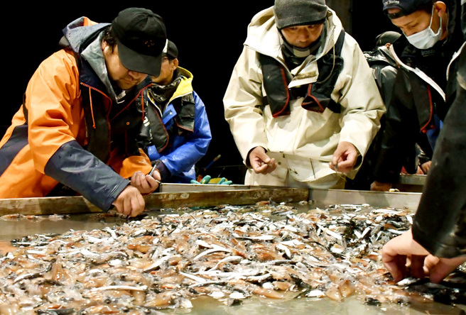 日本新舄县佐渡市、富山县富山市相继出现大量「萤乌贼」被冲上岸的奇特景象。图为2020年3月富山渔民捕捞萤乌贼的画面。（资料照／TPG、达志影像）