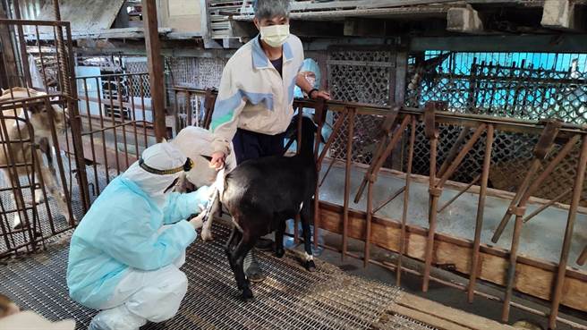 獸醫師替羊隻進行結核病檢測。（新北市動保處提供）