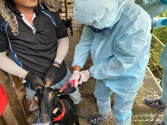 羊隻釘掛防疫耳標。（新北市動保處提供）