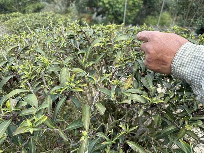 嘉县大阿里山茶区久旱不雨，春茶难以萌芽。（邱显诚摄）