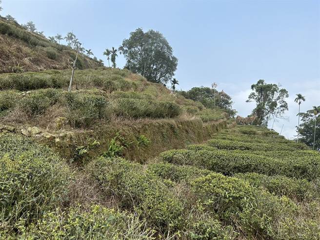 嘉县大阿里山茶区旱灾，经农粮署、茶改场等单位会勘，已达天然灾害救助标准。（邱显诚摄）