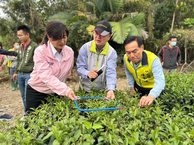 苏宗振（中）以九宫格量测旱灾严重程度，评估今年的春茶严重减损。（立委蔡培慧提供／杨静茹南投传真）