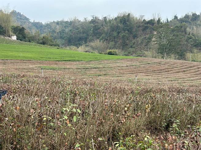 蔡培慧等人到竹山、鹿谷茶园会勘，发现春茶遇旱灾，导致收成不到以往3成。（立委蔡培慧提供／杨静茹南投传真）