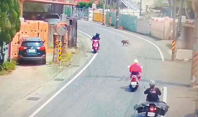 东非狒狒在桃园窜逃18天，27日遭围捕身受枪伤不治。图为22日狒狒现身平镇高幼路。（民眾提供）
