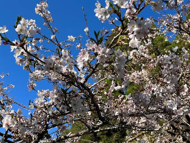 嘉义林区管理处提表示，目前阿里山游乐区内樱王盛开，其他染井吉野樱开花约8成，欢迎清明连假上山赏花。（嘉义林区管理处提供／邱显诚嘉义传真）