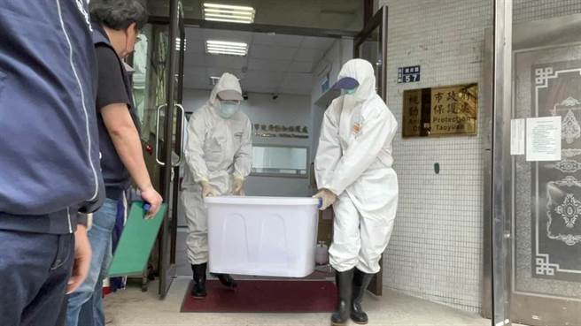 狒狒昨天被獵槍擊中左胸失血過多死亡，今早遺體運送至台北市立動物園。（陳夢茹攝）