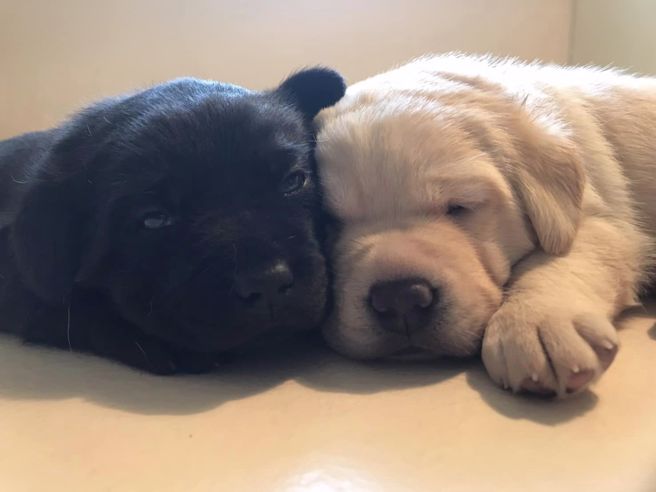 「海关缉毒幼犬」徵寄养家庭！超萌照曝光网暴动：太可爱。(翻摄脸书海关缉毒犬)