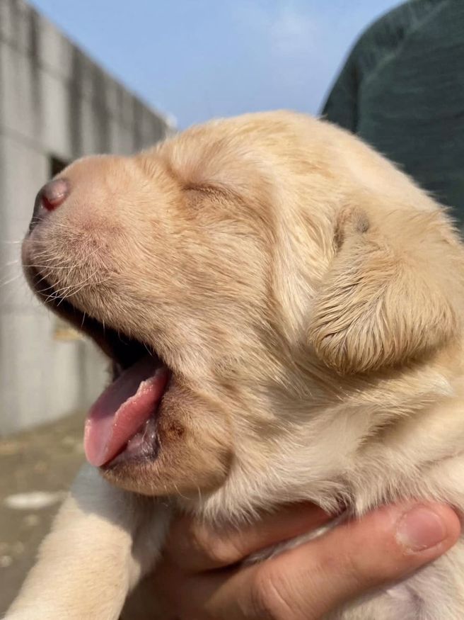 「海关缉毒幼犬」徵寄养家庭！超萌照曝光网暴动：太可爱。(翻摄脸书海关缉毒犬)