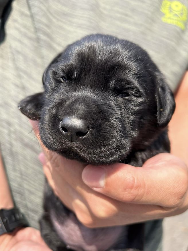 「海关缉毒幼犬」徵寄养家庭！超萌照曝光网暴动：太可爱。(翻摄脸书海关缉毒犬)