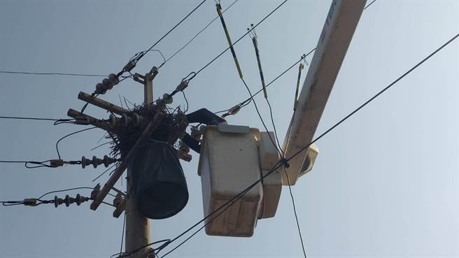 台电嘉义区营业处人员进行电杆鸟巢移除作业。（台电嘉义区营业处提供／邱显诚嘉义传真）