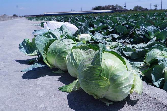 近日降雨连连导致菜价飙涨，高山高丽菜每台斤已涨破百元，一次购买整颗将上看500元。（示意图／本报系资料照）