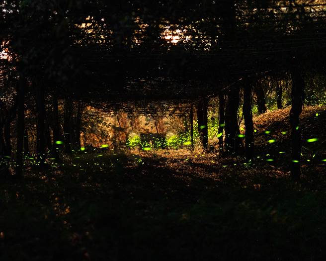 那玛夏萤火虫。(照片出处_外国人在台湾-安德镜头下的世界)