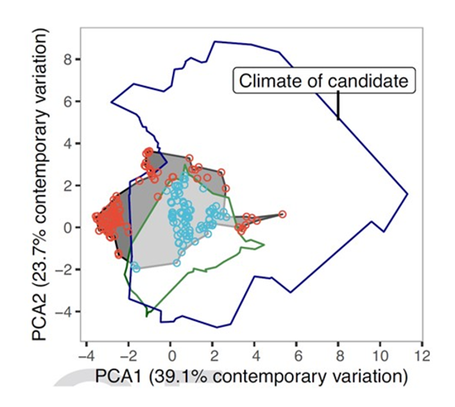 以玉米为例，撒哈拉以南的中非地区在于2070年时，超过三分之一原产区的气候条件 (红色圆圈分布区域) 将不适合原有作物生长。剩余三分之二的原产区仍适合玉米之栽培 (浅蓝色圆圈分布区域)。若纳入繁穗苋 (Amaranth cruentus) 为候选作物，则能适应于2070年之气候范围则可大大增加 (深蓝色框线范围)。(照片/亚蔬-世界蔬菜中心提供)
