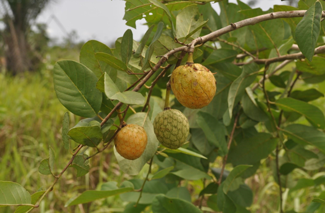 非洲野生释迦在贝寧被广泛使用，具有新鲜果汁生产的潜在市场，也是非洲肯亚世界农林业中心重点研究的「被遗忘作物」之一。(照片/ Enoch G Achigan Dako提供)

