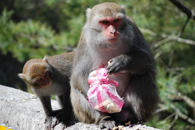 塑胶类制品危害生态环境，及野生动物健康。（玉管处提供／廖志晃南投传真）