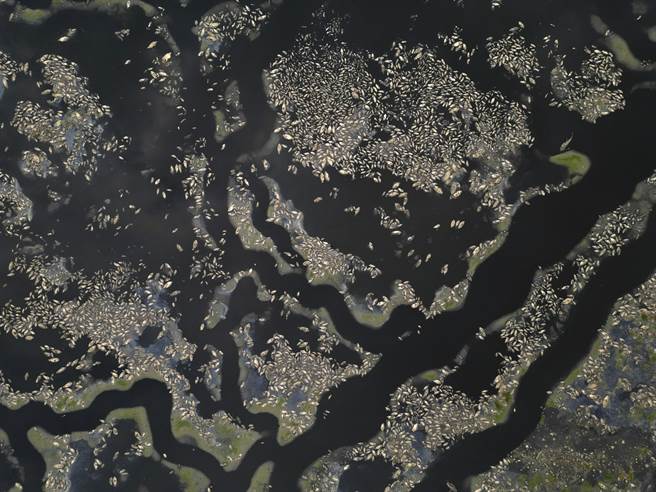 高雄仁武区观音湖因久旱不雨，加上水闸门与堤防工程施工放流部分湖水，目前湖水近乎乾涸见底，造成湖中数万尾吴郭鱼等鱼类死亡，鱼尸满布湖底。（黄子明摄）