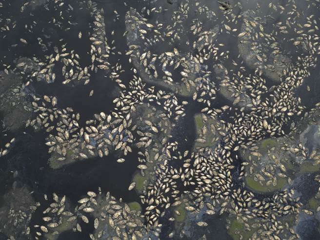 高雄仁武区观音湖因久旱不雨，加上水闸门与堤防工程施工放流部分湖水，目前湖水近乎乾涸见底，造成湖中数万尾吴郭鱼等鱼类死亡，鱼尸满布湖底。（黄子明摄）