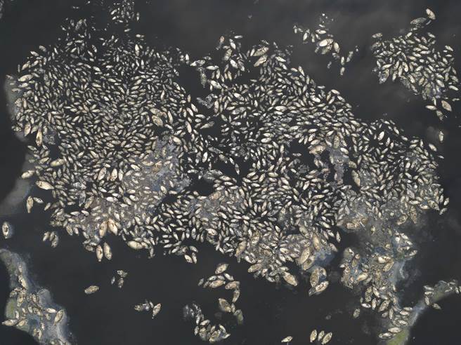 高雄仁武区观音湖因久旱不雨，加上水闸门与堤防工程施工放流部分湖水，目前湖水近乎乾涸见底，造成湖中数万尾吴郭鱼等鱼类死亡，鱼尸满布湖底。（黄子明摄）