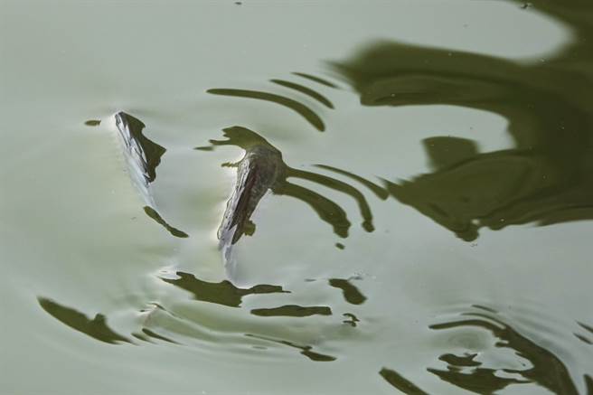 高雄仁武区观音湖因久旱不雨，湖中数万尾吴郭鱼等鱼类大量死亡，仅剩极少数积水处还有几尾活鱼在挣扎。（黄子明摄）