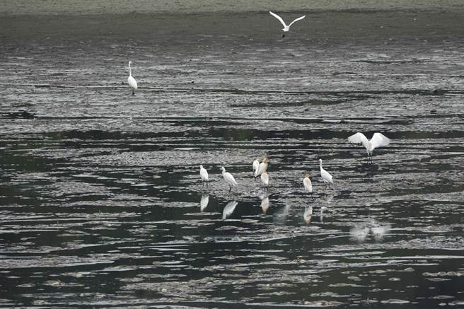 高雄仁武区观音湖数万尾吴郭鱼等鱼类大量死亡，大群鹭科鸟类在积水处觅食。（黄子明摄）