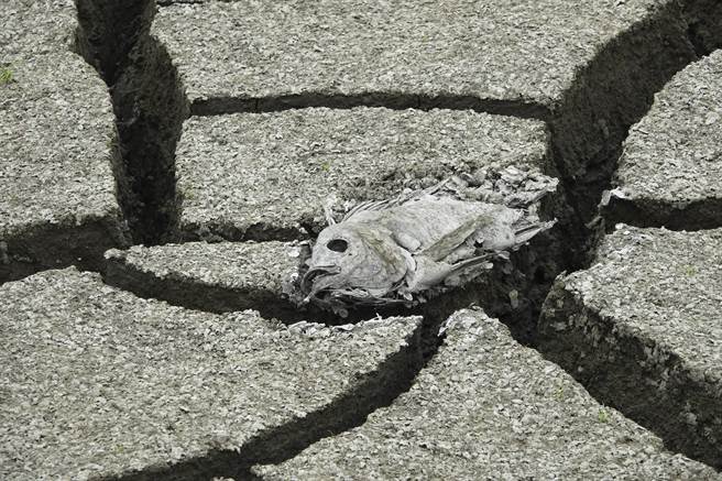 高雄仁武区观音湖因久旱不雨导致鱼群死亡，鱼尸躺在湖底乾裂土壤上被太阳曝晒而发出恶臭。（黄子明摄）