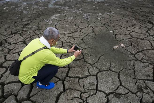 高雄仁武区观音湖因久旱不雨导致鱼群死亡，鱼尸躺在湖底乾裂土壤上被太阳曝晒而发出恶臭，一名居住附近居民仍走进湖底拍摄鱼尸。（黄子明摄）
