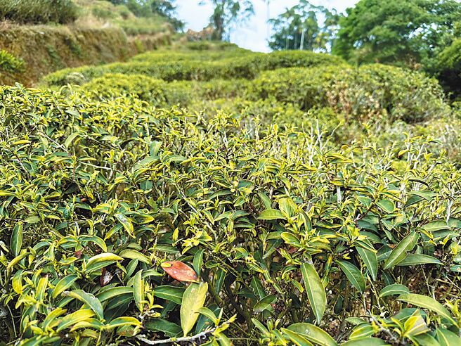 嘉義縣大阿里山茶區因久未降雨傳出災情，經農糧署、茶改場等單位會勘，已達天然災害救助標準。（邱顯誠攝）