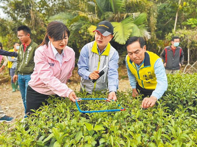 农委会人员以九宫格量测茶园旱灾严重程度。（立委蔡培慧提供／杨静茹南投传真）