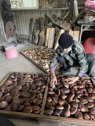 宜蘭原鄉農產有機椴木香菇 年產近萬公斤綻放雅緻風味
