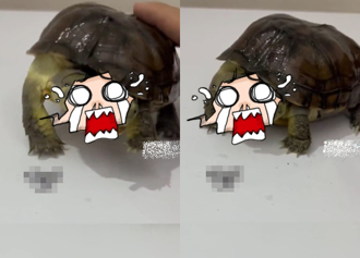 哪顆頭厲害？「雙頭龜」搶食秀曝 網笑：吃貨才懂美食誘惑