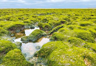 生態回來了 觀新藻礁綠地毯美景再現