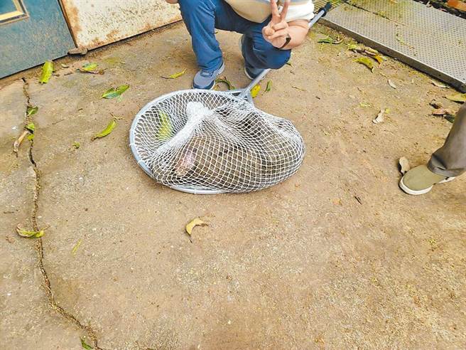 目擊狒狒的里長黃志杰說，當時有問六福村狒狒是不是他們家的，對方只說不確定。(民眾提供／呂筱蟬桃園傳真)