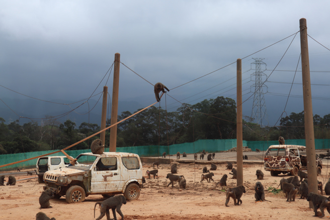 桃园东非狒狒逃亡过程中，被猎枪打中身亡。图为六福村的东非狒狒展区。（本报系资料照／邱立雅摄）