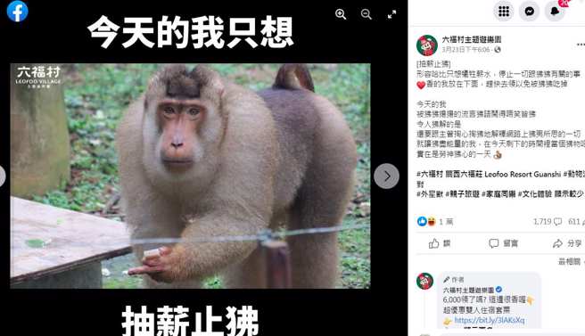 狒狒走失时，六福村还发文澄清不是自家的。(翻摄自六福村主题游乐园FB)