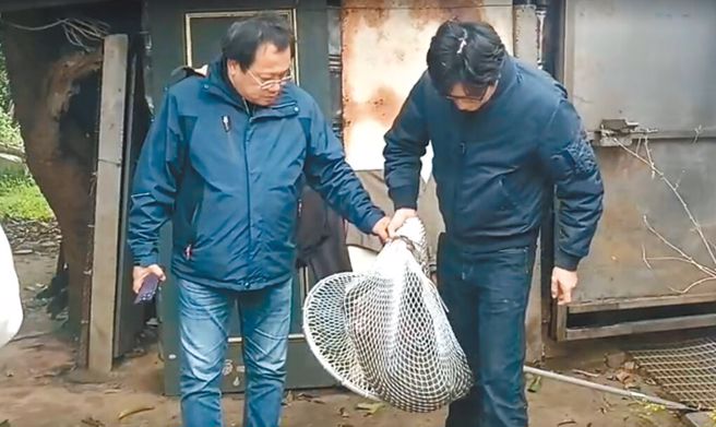 逃亡18天的东非狒狒27日终于落网，却不幸遭猎枪打中，最后伤重不治死亡。（资料照片）