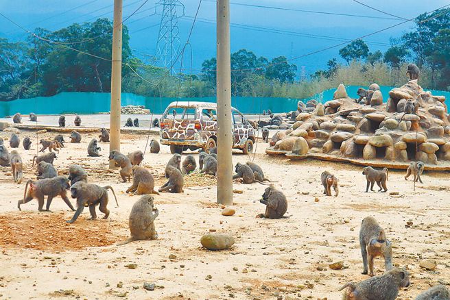 东非狒狒逃脱多日不幸中枪身亡。图为六福村动物园内的东非狒狒。（本报系资料照）