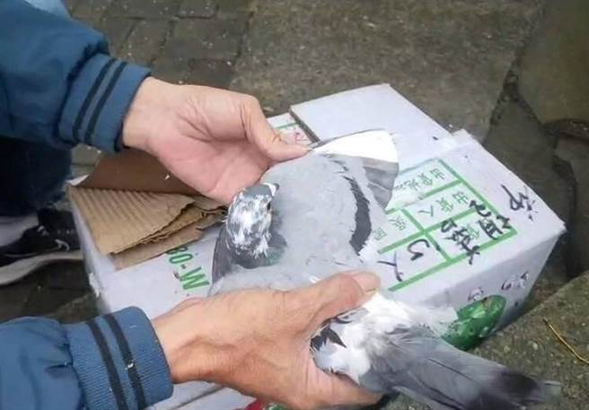 6隻鴿子遭剪斷羽毛。（民眾提供／李京昇苗栗傳真）