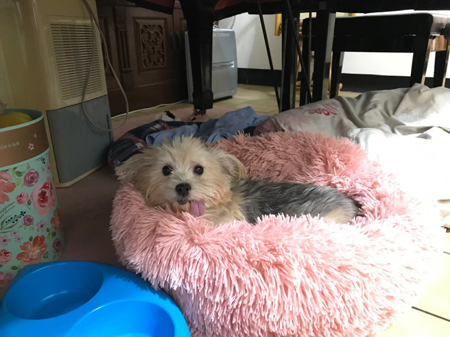 饲主认为，如果当初没有带爱犬进行乳腺瘤切除手术，毛孩就不会在开刀3天后就离世，因此自责不已。（图／Ruby姐姐提供）