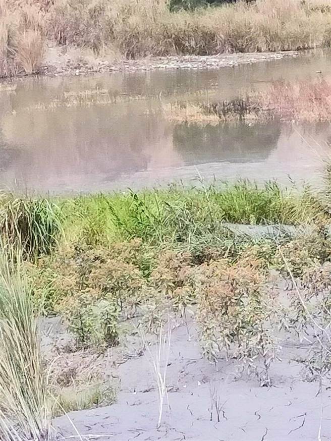 果农恐慌取水的水塘遭淤泥堆放大幅缩小面积。（读者提供／程炳璋台南传真）