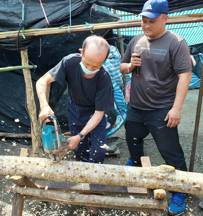 比有令有机农场示范说明椴木钻孔。（农粮署东区分署提供／吴佩蓉宜兰传真）